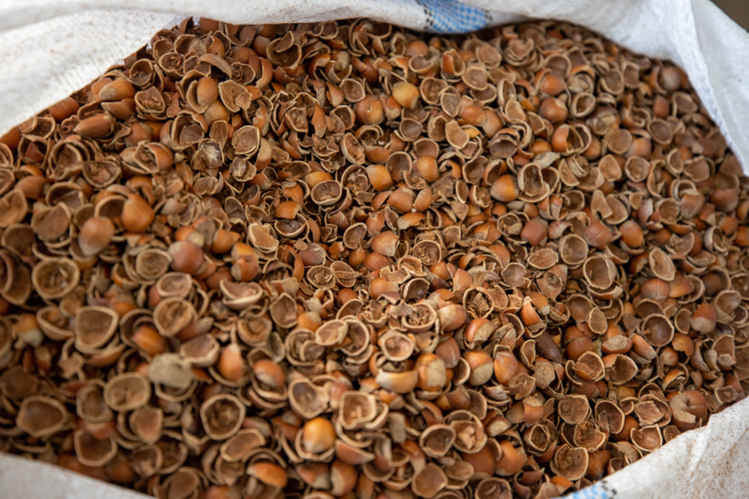 Atıktan stratejik ürüne: Fındık kabuğu ham maddeye dönüştürüldü - Resim: 4