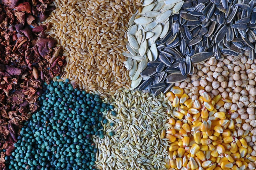 Unutulmaya yüz tutan lezzet gavut: Kansızlığa iyi geliyor, tok tutuyor - Resim: 5