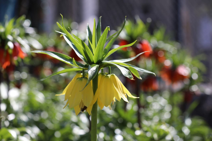 Ömrü 20 gün, cezası 700 bin lira: Ters laleler büyüledi - Resim: 5