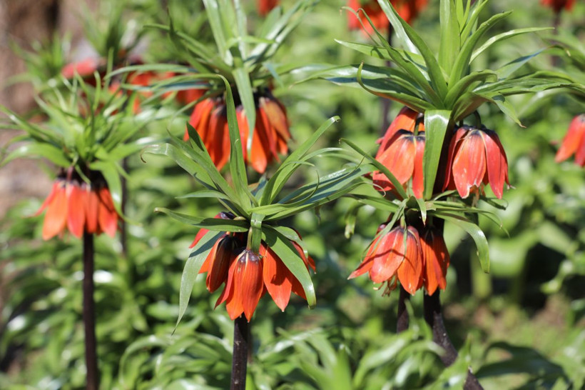 Ömrü 20 gün, cezası 700 bin lira: Ters laleler büyüledi - Resim: 4