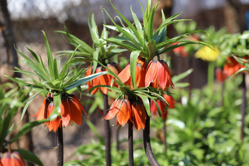 Ömrü 20 gün, cezası 700 bin lira: Ters laleler büyüledi - Resim: 1