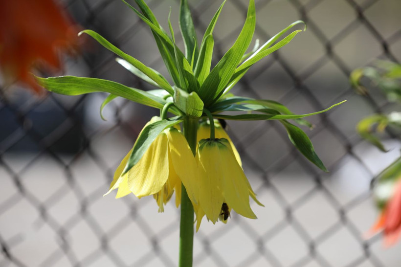 Ömrü 20 gün, cezası 700 bin lira: Ters laleler büyüledi - Resim: 3