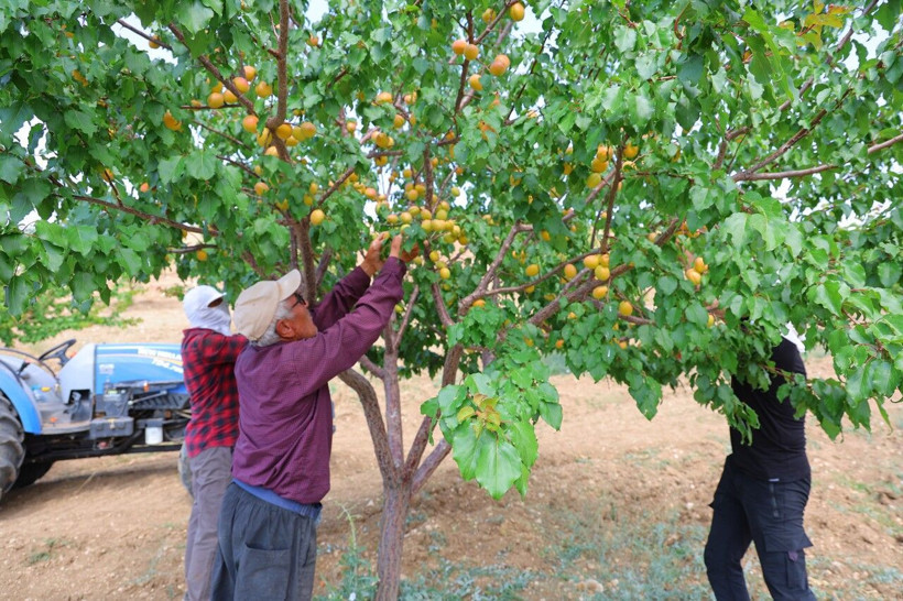 Susuz yaylada başladı, 10 bin ağaca ulaştı: 17 yaşındaki öğrencinin projesine dünya çapında ödül - Resim: 2