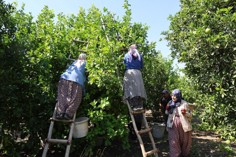 Bu limon geçen yıl 1 liraydı, bu yıl 20 liradan gidiyor! Fiyatlar daha da artacak... - Resim: 1
