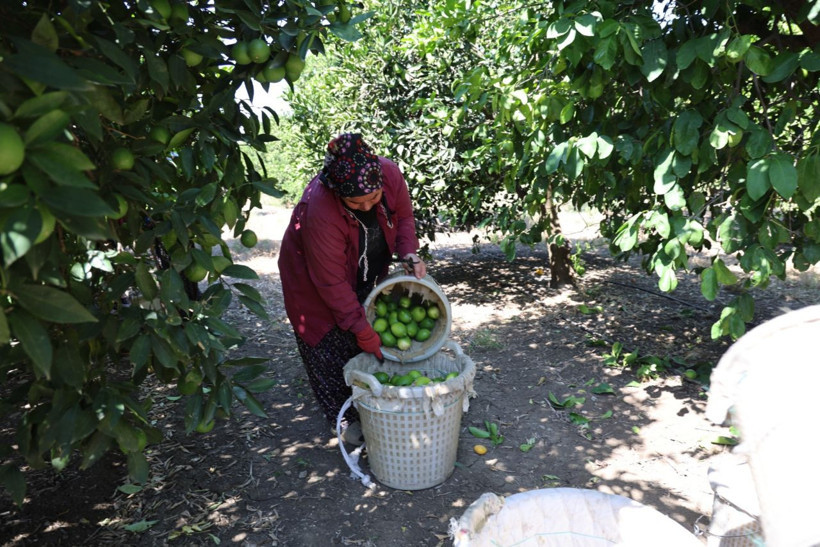Bu limon geçen yıl 1 liraydı, bu yıl 20 liradan gidiyor! Fiyatlar daha da artacak... - Resim: 7