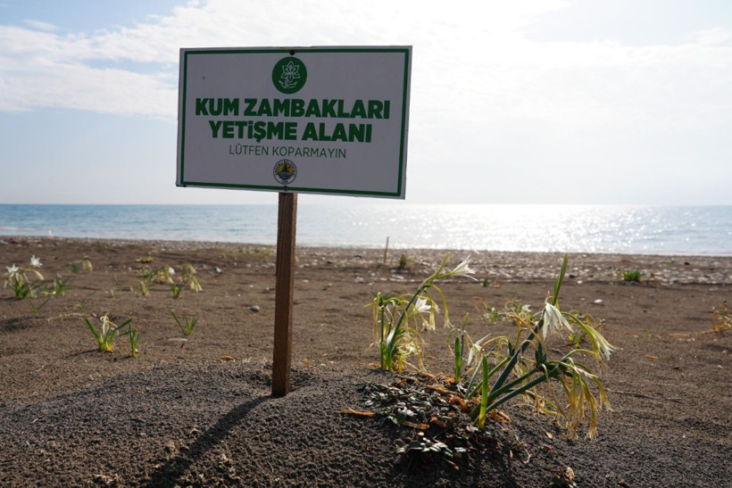 Bu çiçeği koparan yandı! Cezası 2 milyon 800 bin lira - Resim: 8