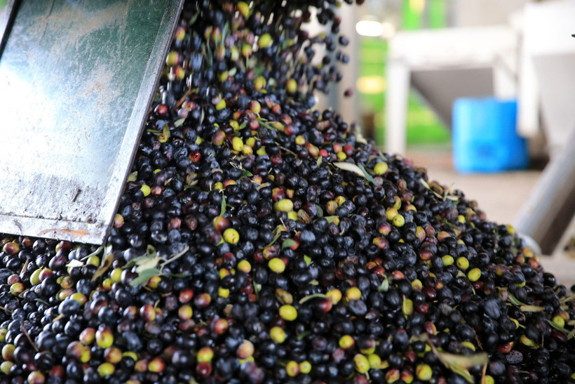 Zeytinde kullanılan su, tarıma "altın su" olarak dönecek - Resim : 2