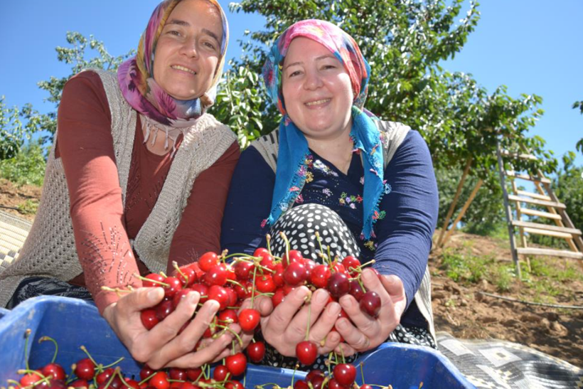 Geçen yıl yoktu, bu yıl dalından taşıyor: Türkiye'nin ünlü meyvesinde tablo değişti - Resim: 2