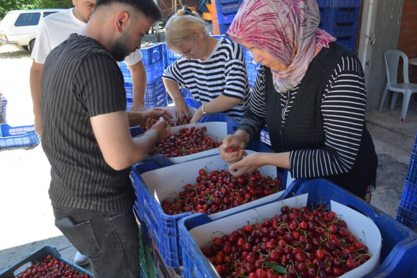 Geçen yıl yoktu, bu yıl dalından taşıyor: Türkiye'nin ünlü meyvesinde tablo değişti - Resim: 7