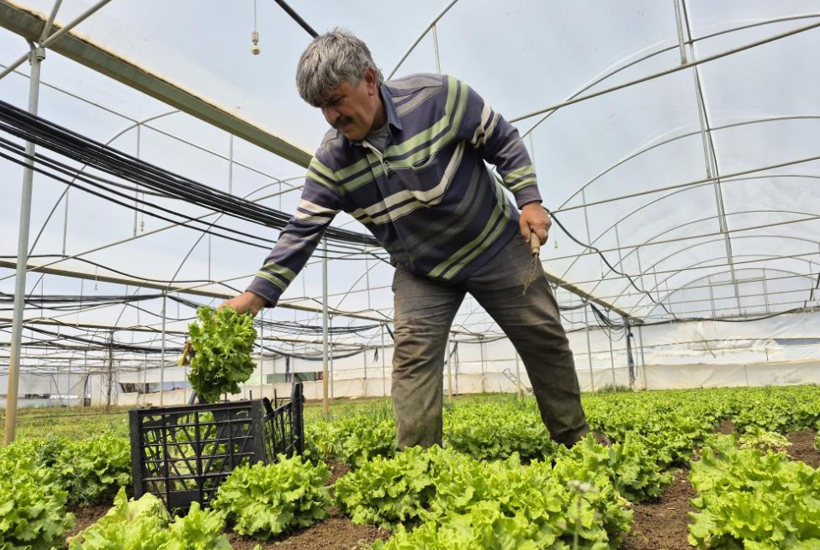 Marulda fiyat uçurumu: Üreticide başka, tezgahta bambaşka - Resim: 3
