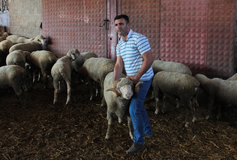 Otomobil fiyatına satılan Şampiyon üçüz doğurdu - Resim: 3