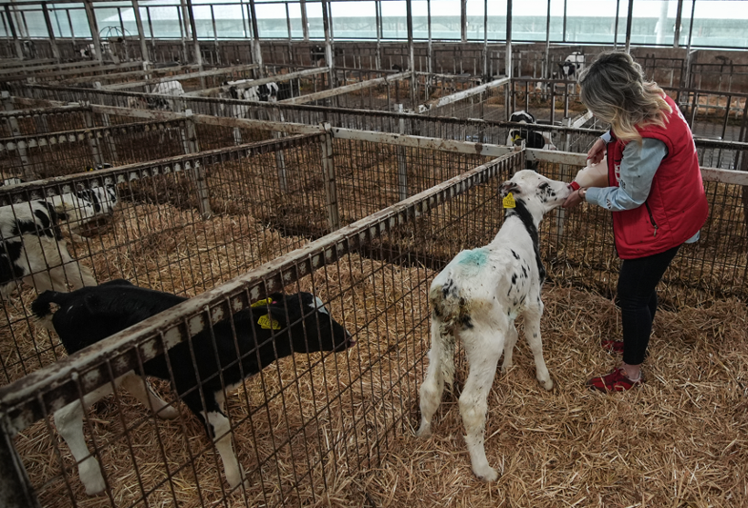 Seradaki boş zamanı fırsata çevirdi: Şimdi günde 75 ton süt üretiyor - Resim: 3