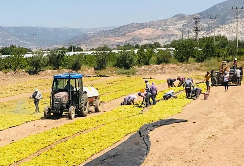 &Uuml;z&uuml;m &uuml;reticisi rotayı değiştirdi: Hasat başladı, &uuml;r&uuml;nler sergilere taşındı - Resim : 1