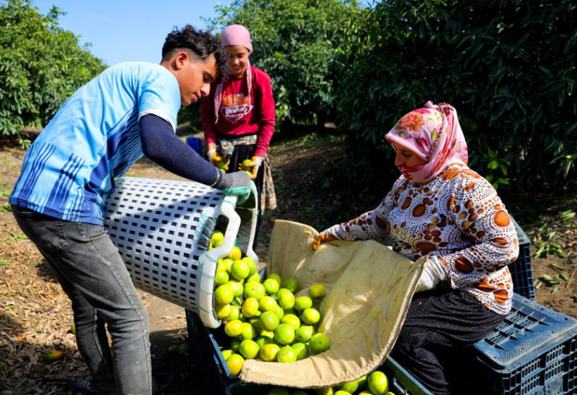 Dalında 8 liraya kadar düştü: Çiftçi beklemeye geçti - Resim: 2