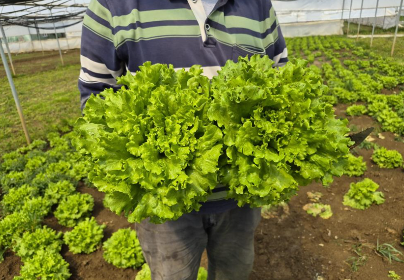 Marulda fiyat uçurumu: Üreticide başka, tezgahta bambaşka - Resim: 2