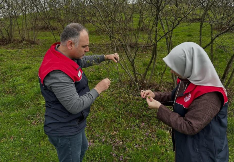 Uzmanlar uyardı: Fındık üretiminde iki tehlike kapıda - Resim : 1