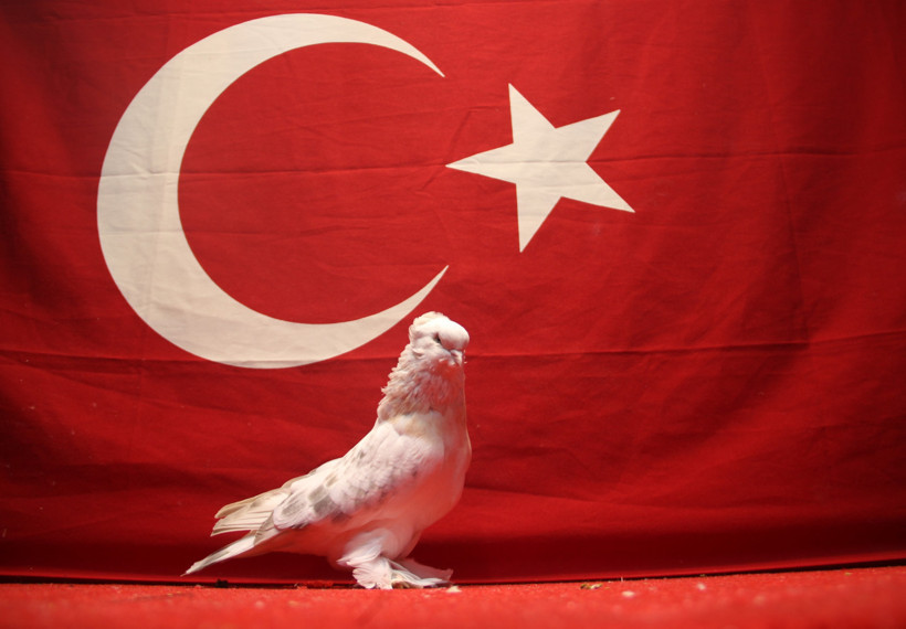 Kümese çelik kapı, önüne Belçika kurdu! 800 bin liralık güvercinlerine 24 saat koruma - Resim: 3