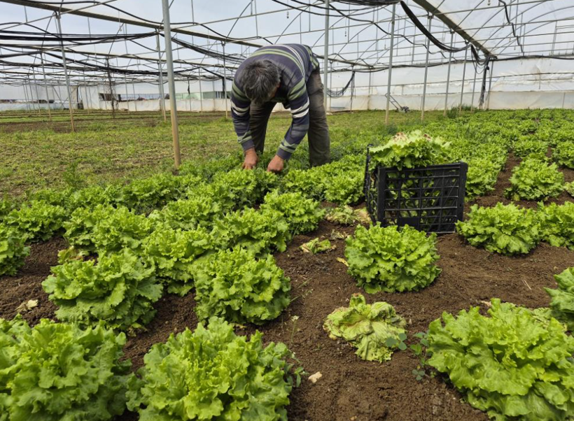 Marulda fiyat uçurumu: Üreticide başka, tezgahta bambaşka - Resim: 4