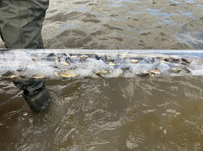 Muş’ta baraj ve göletlere 1 milyon sazan yavrusu bırakıldı - Resim : 1