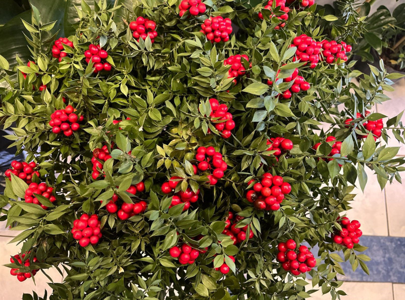 Yılbaşının sembolü kokinaya yoğun talep! - Resim : 1