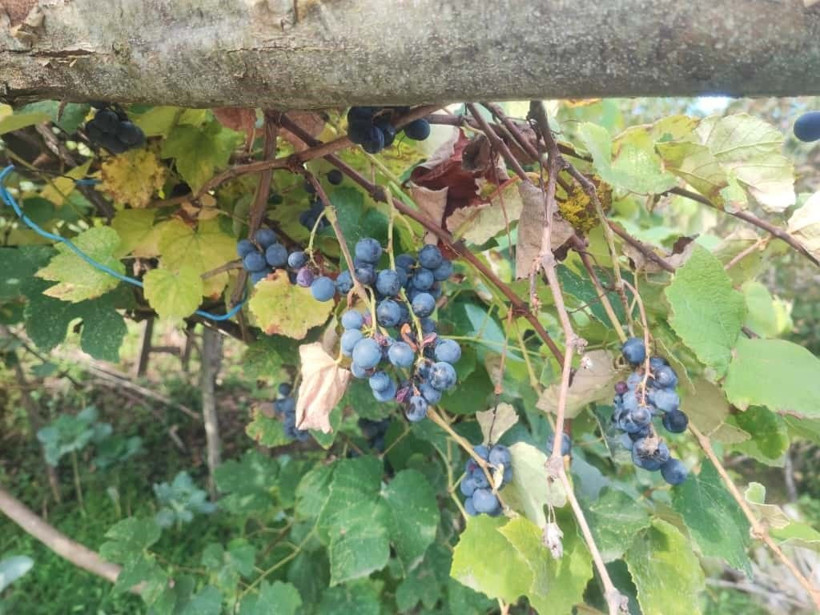 Şifa niyetine Isabella! Üretim başladı - Resim: 2