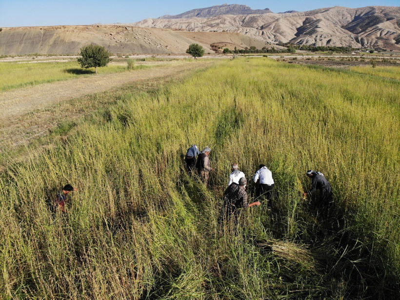 Şırnak’ta 5 bin dekar alanda susam hasadı başladı: 300 ton rekolte bekleniyor - Resim : 1