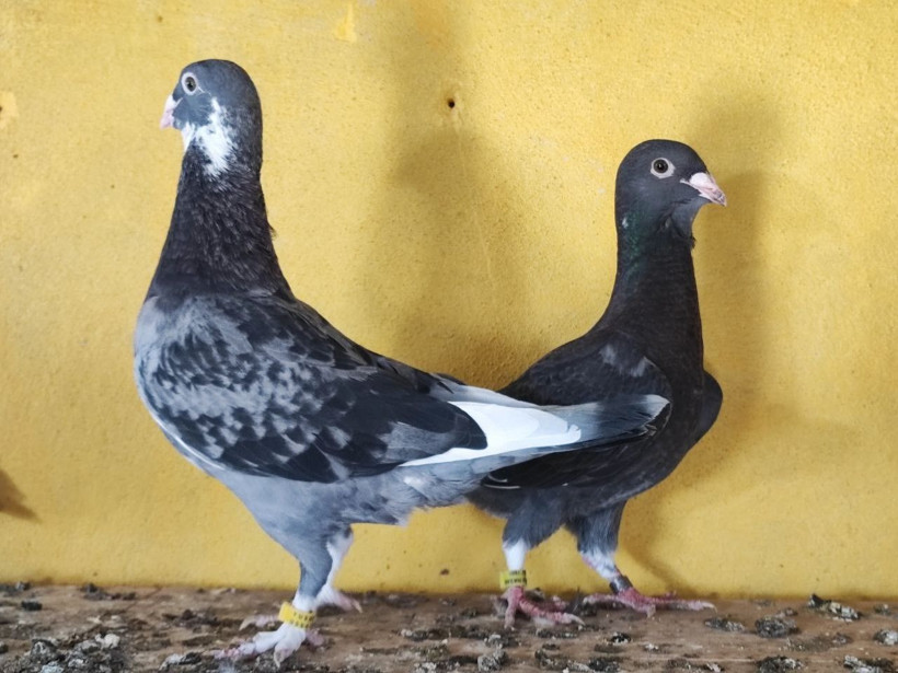 Bulup getirene 100 bin TL verecek - Resim: 4