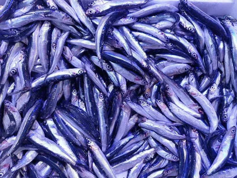 300 TL'den 150 TL'ye düştü, bulan alıyor - Resim: 3