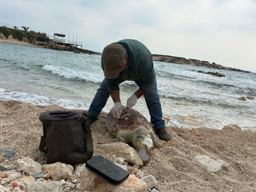 Kuşadası Körfezi’nde trol şüphesi: Bir haftada 7 deniz kaplumbağası ölü bulundu - Resim: 3
