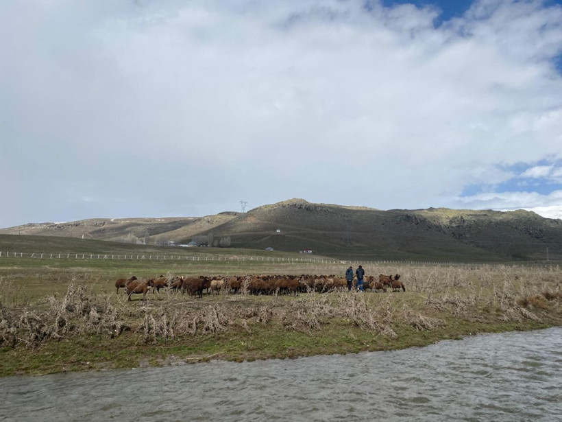 Besiciler dertli: 120 bin TL’ye rağmen çoban bulunamıyor - Resim: 3