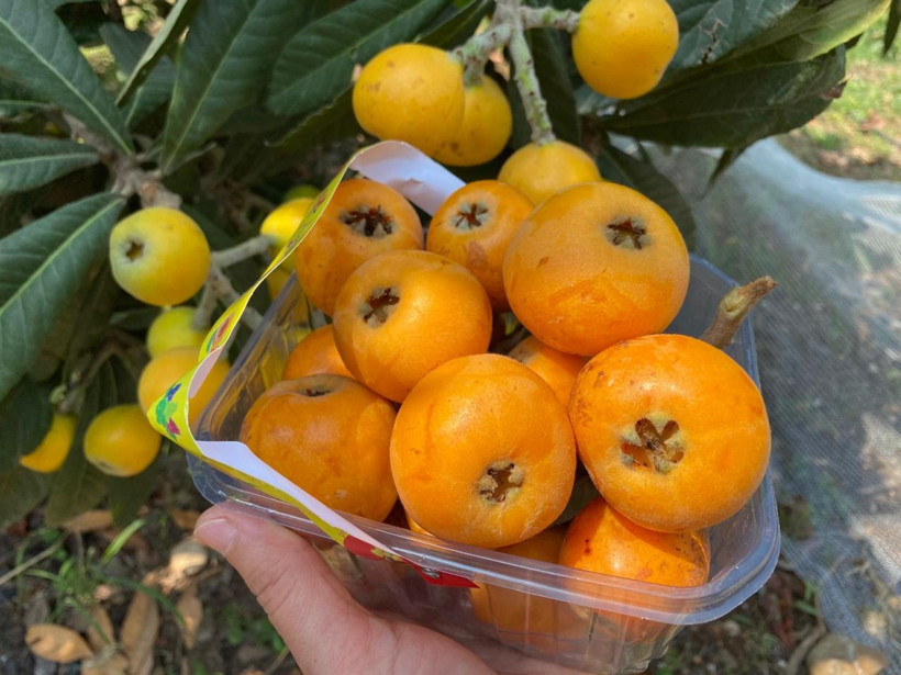 İç pazara 50-100 TL'ye, dış pazara 4 dolara: 'Sarı altın' yenidünyada hasat başladı - Resim: 2