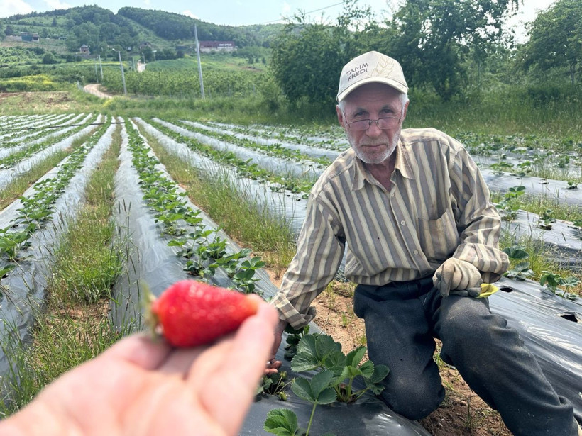 Çilek üreticisinin isyanı: 275 bin lira harcadı, 100 lira fiyat bekliyor - Resim: 3