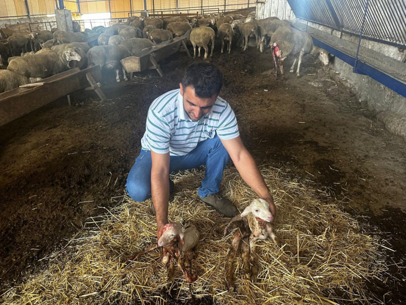 Otomobil fiyatına satılan Şampiyon üçüz doğurdu - Resim: 6