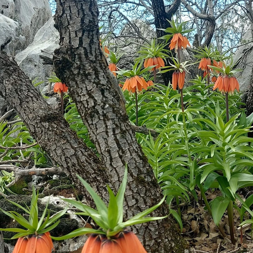 Bu çiçeği koparmanın cezası 700 bin TL! - Resim: 1