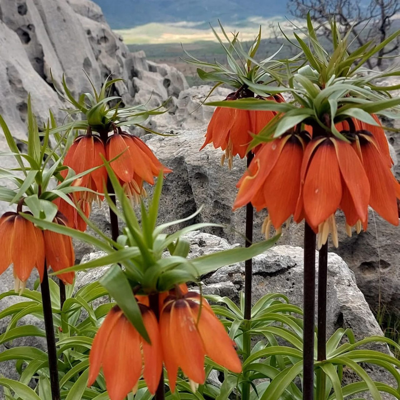 Bu çiçeği koparmanın cezası 700 bin TL! - Resim: 2